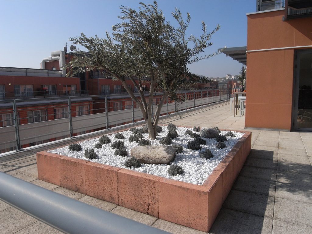 plantation d'un olivier sur la terrasse d'une entreprise